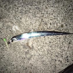 太刀魚×5、青物不発